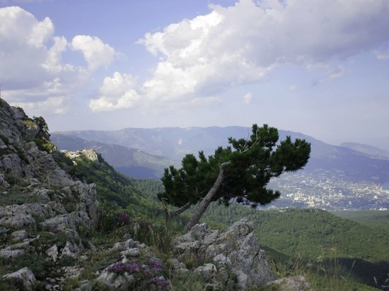 В Крыму резко подорожал репчатый лук