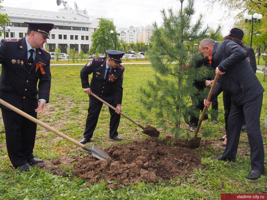 Во Патриотическом сквере Владимира высадили алтайские кедры