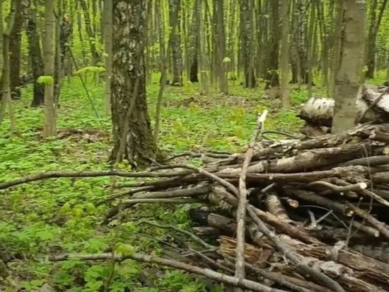 Флора и фауна Видновского леса под угрозой из-за работ по благоустройству