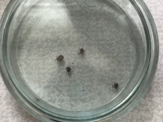 За месяц клещи в Подмосковье покусали более 2 тысяч кошек и собак