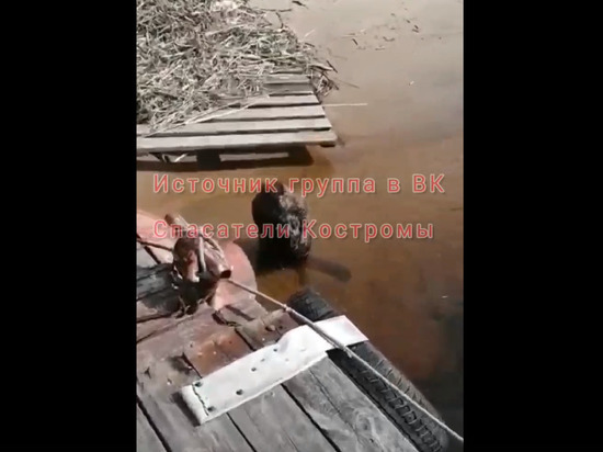 Костромских спасателей навестил бобёр