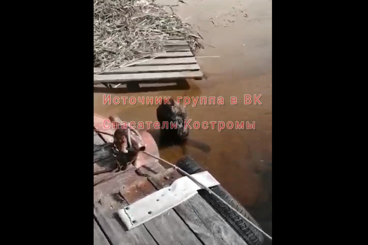 Костромских спасателей навестил бобёр