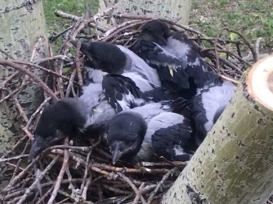 Барнаульцы спасли от гибели маленьких воронят