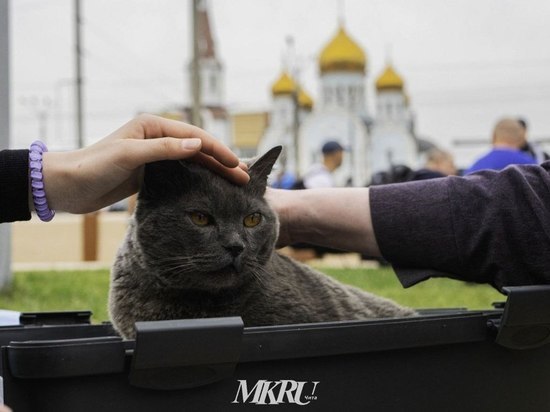 Военный из Читы спас кота на Украине и отправил своей матери