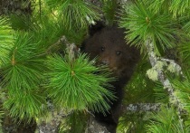В Алтайском заповеднике спасли медвежонка, который двое суток провисел на дереве, сообщает пресс-служба охраняемой территории