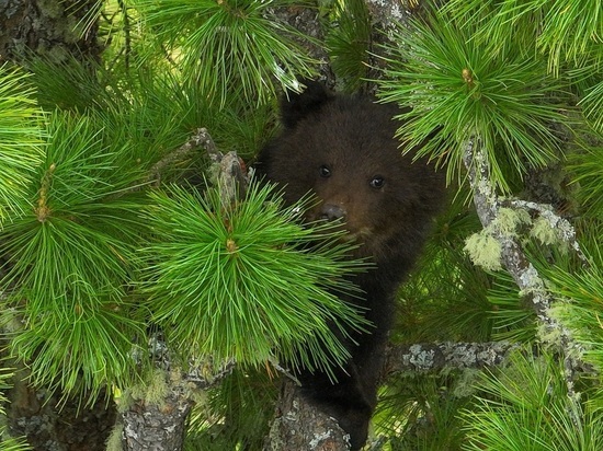 На Алтае спасли медвежонка, который два дня просидел на дереве без еды и воды