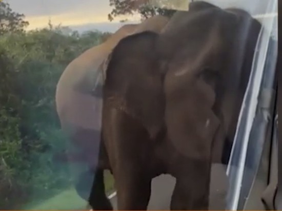 Россияне справились на Шри-Ланке с разбушевавшимся слоном, задобрив его бутербродами