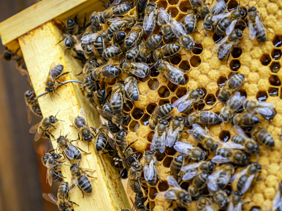 Ограничения в связи с заболеванием пчел ввели на Брянщине