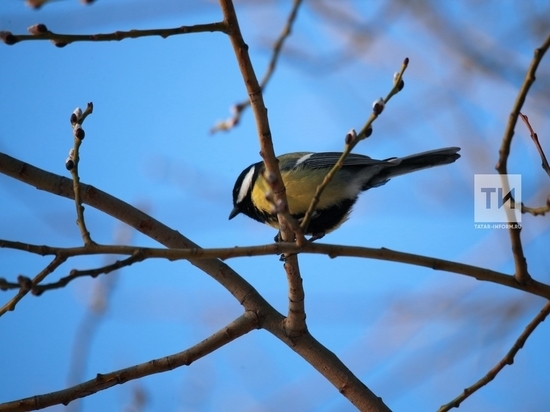 Послушать пение птиц смогут казанцы на экскурсии с орнитологом
