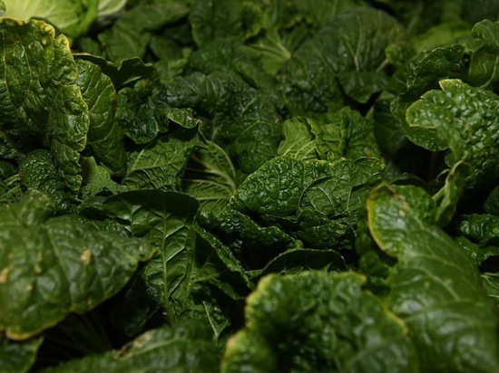Диетологи заявили, что листовая зелень полезна для здоровья костей