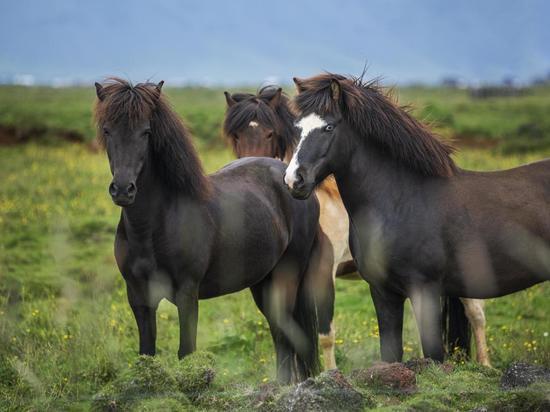 В Дагестане мужчина украл трёх лошадей