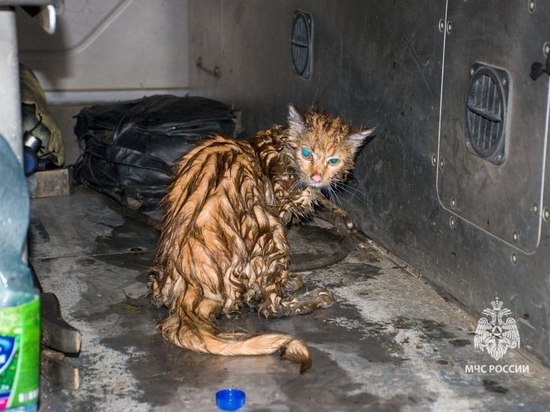 Пожарные в Башкирии спасли 11 человек и вернули к жизни кота