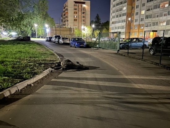 В Ярославле насмерть сбили молодого лосенка