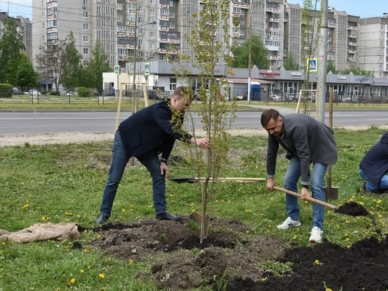 На улице Катукова в Липецке посадили 30 пирамидальных тополей