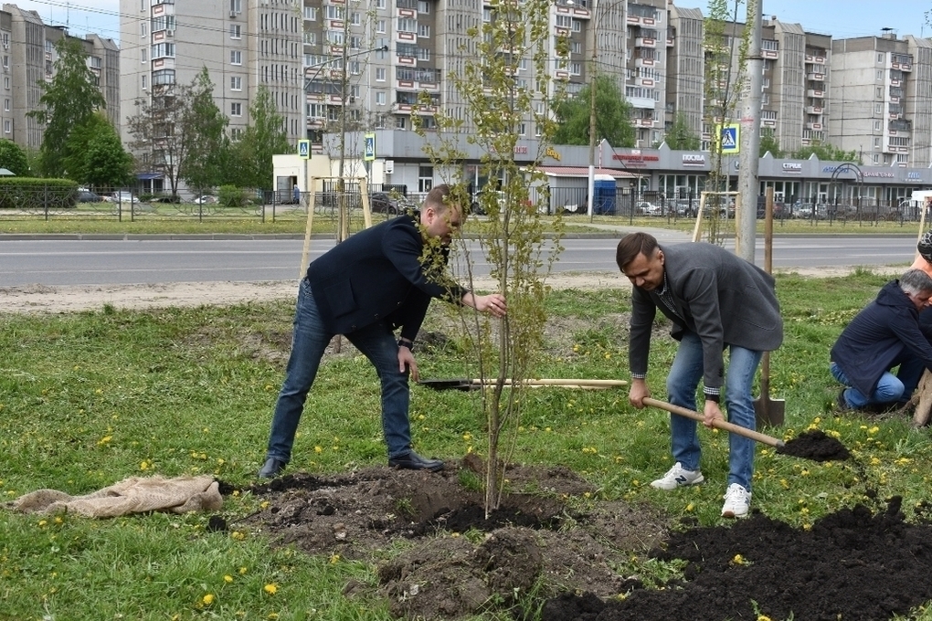 В Липецке посадили чеснок. Около школы решили посадить 30 деревьев.
