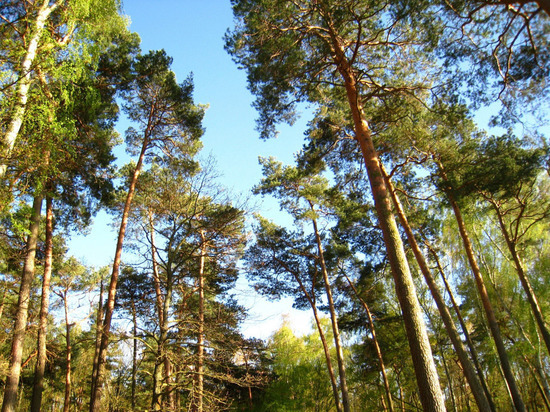 В Ивановской области посадили сосновую аллею в память о заслуженном лесничем