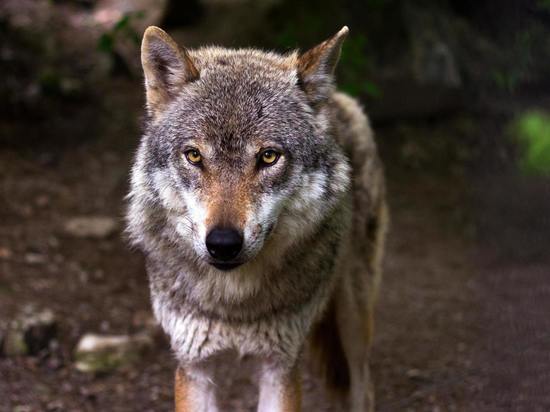 Покой жителей Сергиева Посада нарушает животное похожее на волка