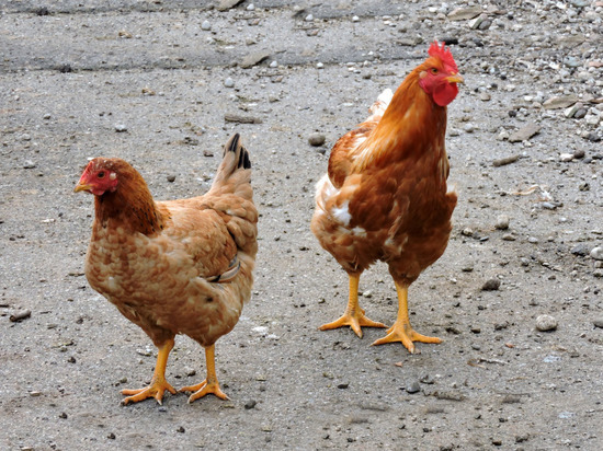 В Ивановской области кур предпочитают выращивать ради яиц, а не на мясо