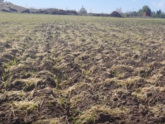 Из-за заморозков в ещё 2 районах Удмуртии погибли посевы