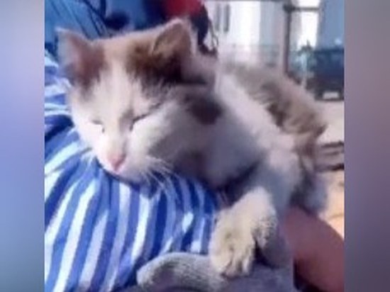 МЧС Башкирии поделилось трогательным видео воссоединения кота и хозяев