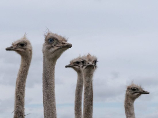 В Омском районе могут открыть в начале июня страусиную ферму