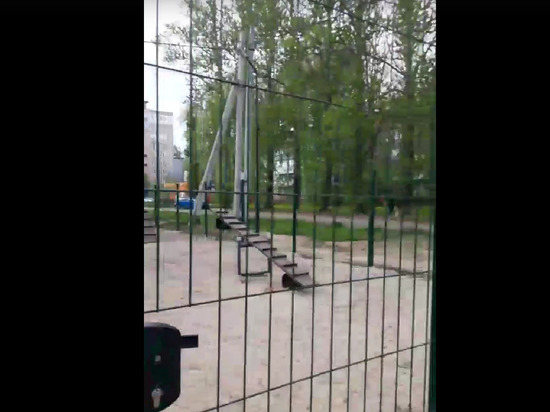 В Дзержинском районе Ярославля собачьи площадки недоступны для собак
