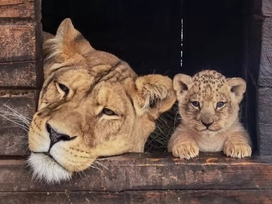 Львенок из барнаульского зоопарка переедет в Самару
