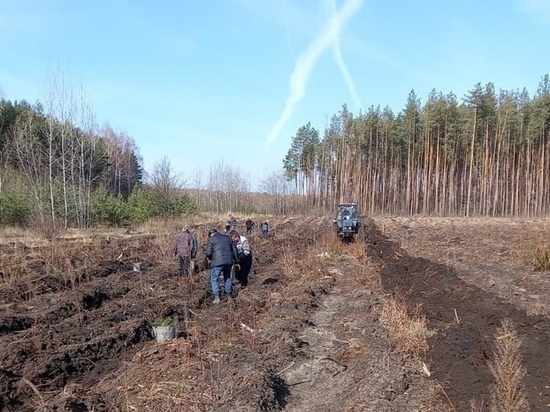 В Тамбовской области посадили более 805 гектаров молодого леса