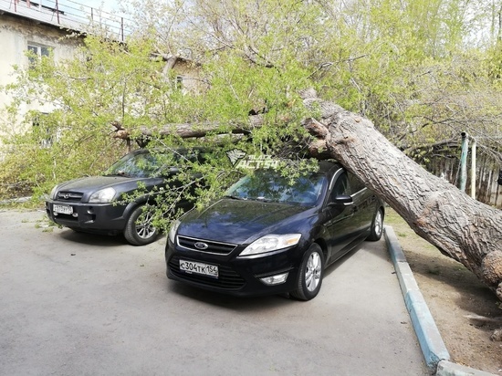 В Новосибирске дерево упало на два припаркованных во дворе автомобиля