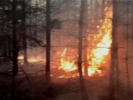 1,2 гектара леса сгорело в Брянской области