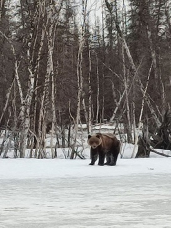 Пришел к рыбакам, бродил по дороге: в окрестностях Губкинского несколько раз заметили бурого медведя