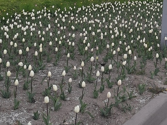 В Подмосковье вновь покусились на уличные тюльпаны