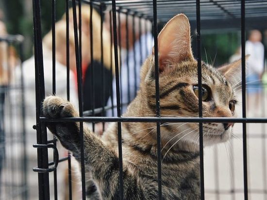 27 мая в Лесопарке Рязани пройдёт выставка бездомных собак и кошек