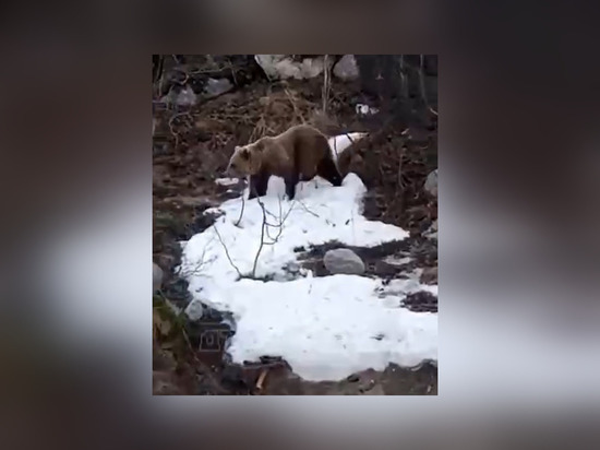 Медведь встретил туристов по дороге в Териберку