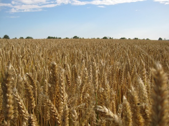 Аграрии Калининграда получили второй транш на производство зерна