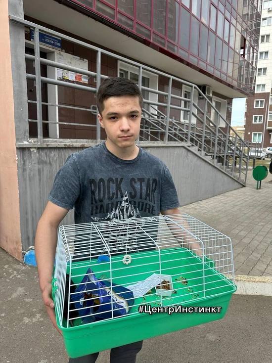В Красноярске подросток спас крысу с помойки
