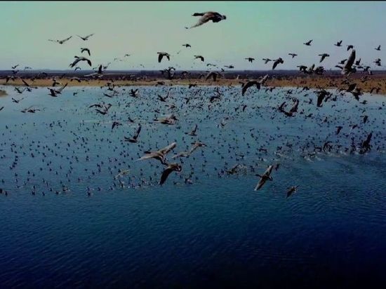 В Приамурье гусь сбил квадрокоптер