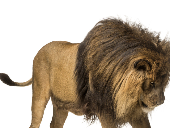 Десять львов убиты в Кении из-за обострения конфликта между людьми и дикими животными