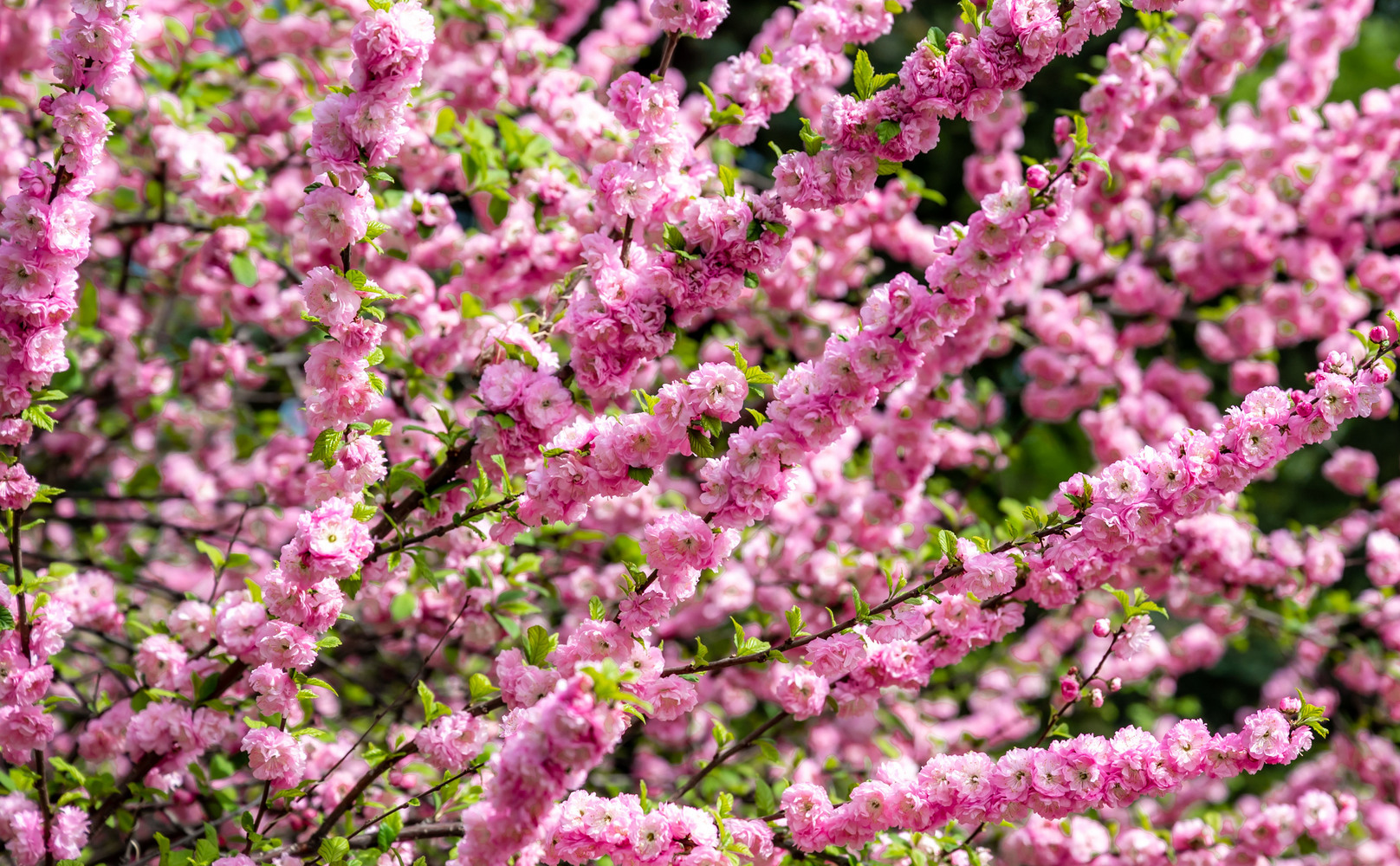 На Южном Урале весна на пике цветения: яркие кадры из разных уголков