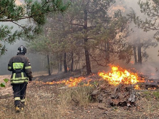 Рязанская область занимает 3 место в ЦФО по лесным пожарам на 15 мая