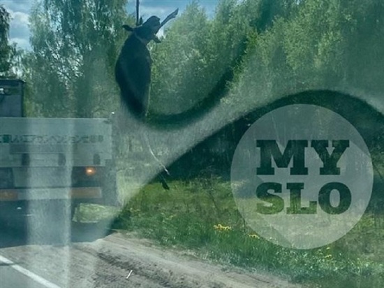 В Туле на Калужском шоссе насмерть сбили лося: его грузили в манипулятор