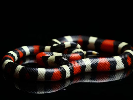 Жильцы дома в Мурино ищут «сбежавшую» ядовитую змею