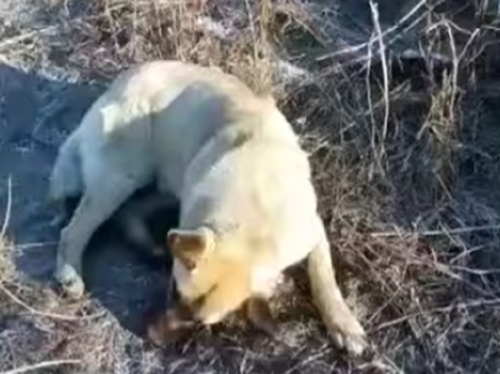 В Бийске неизвестный отстреливает бездомных собак