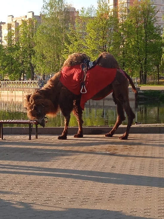Ярославцы обеспокоены состоянием верблюда, который появился в парке Победы