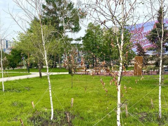 В новом сквере возле «Юности» заменят неприжившиеся деревья