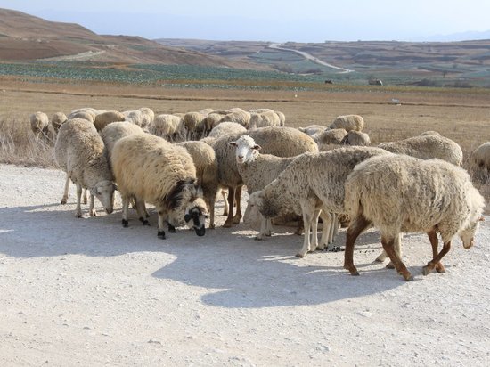 Глава Дагестана положил начало XXIII Российской выставке овец и коз