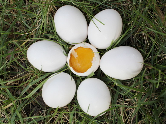 Эндокринолог Михалева предупредила, что сырые яйца могут вызвать гнилостные процессы в желудке