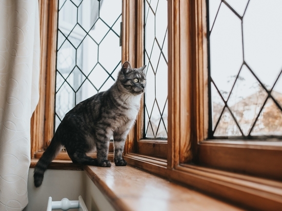 Ветеринар из Красноярска предупредила об опасности открытых окон для кошек