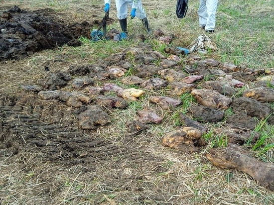 Незаконное захоронение тушек бобров обнаружили в Воткинске