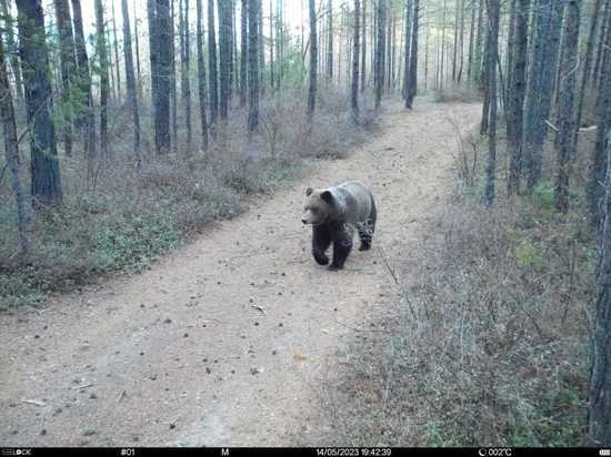 Россиянам рассказали, что делать, чтобы не столкнуться с медведем в лесу
